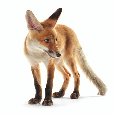  fox I 