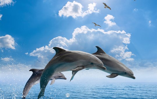  dolphins I