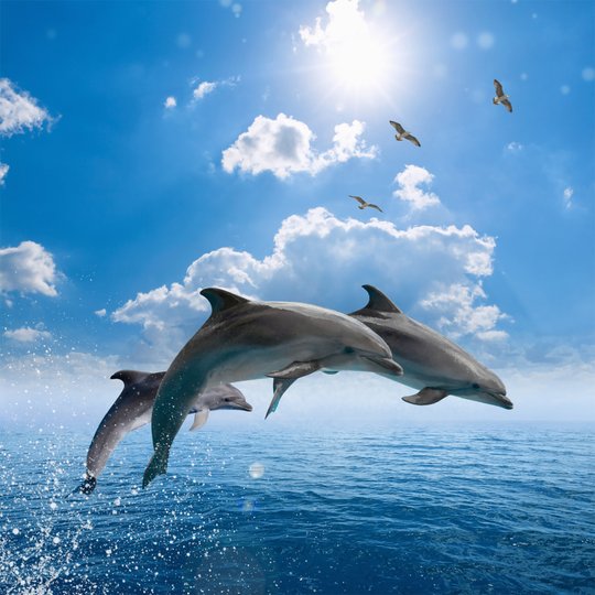  dolphins I Magnet
