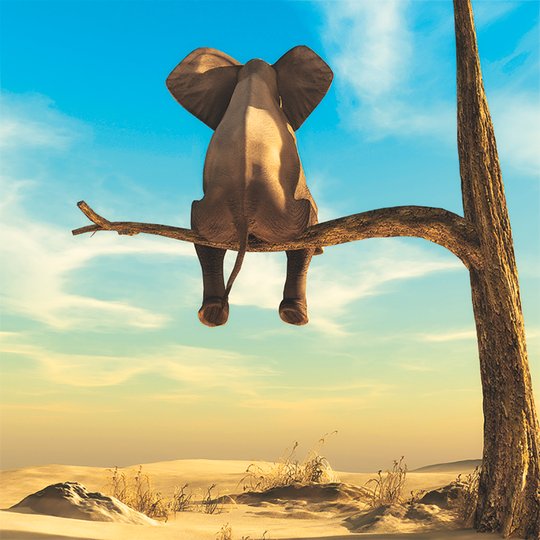  elephant I Magnet