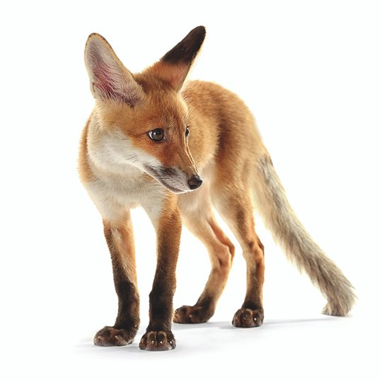  fox I