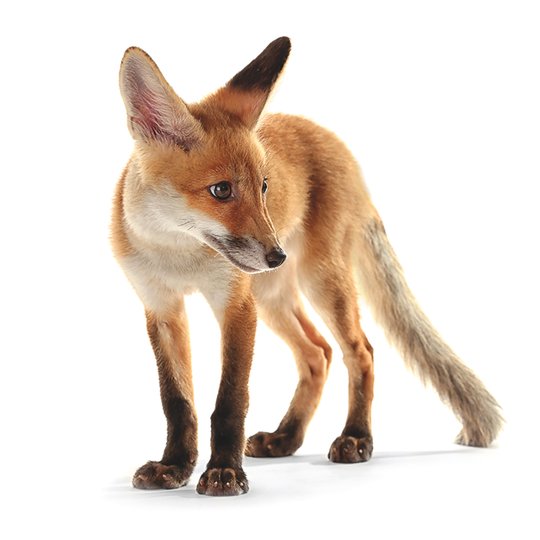  fox I Magnet